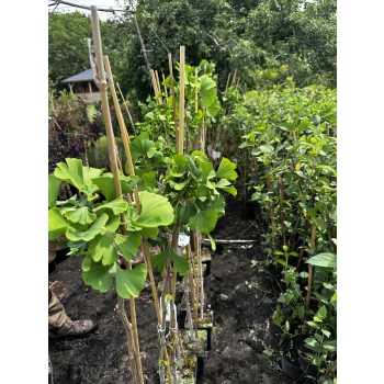 MIŁORZĄB MARIIKEN szczepiony na pniu odporny na mróz - sadzonki 120 / 140 cm